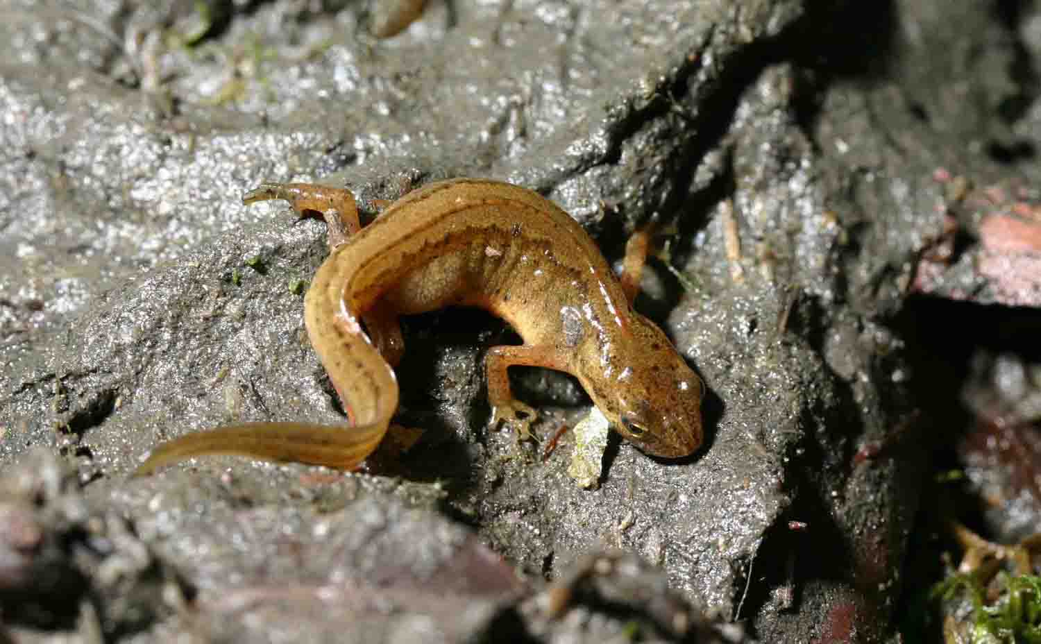 Tritoni odierni - Lissotriton vulgaris meridionalis